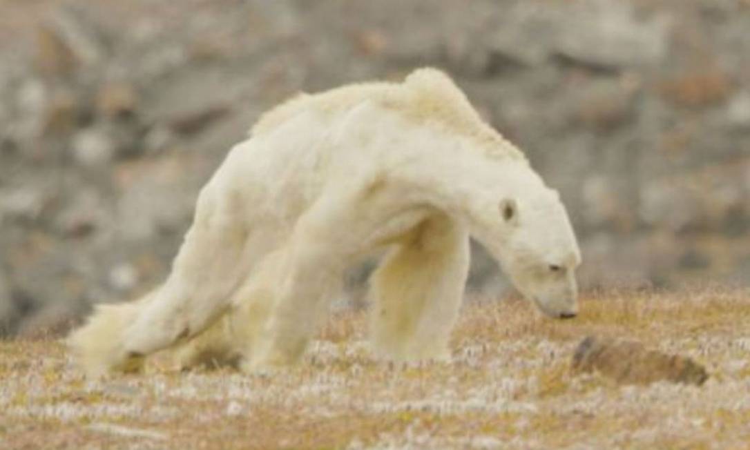 
Sem energia, urso polar tem dificuldade para caminhar
Foto:
/
REPRODUÇÃO/PAUL NICKLEN
