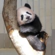 73708987_Female-giant-panda-