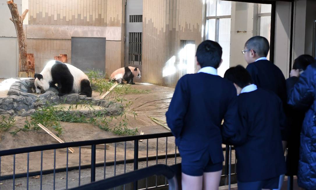 Primeiro filhote a vingar em 29 anos em zoo, bebê panda estreia no