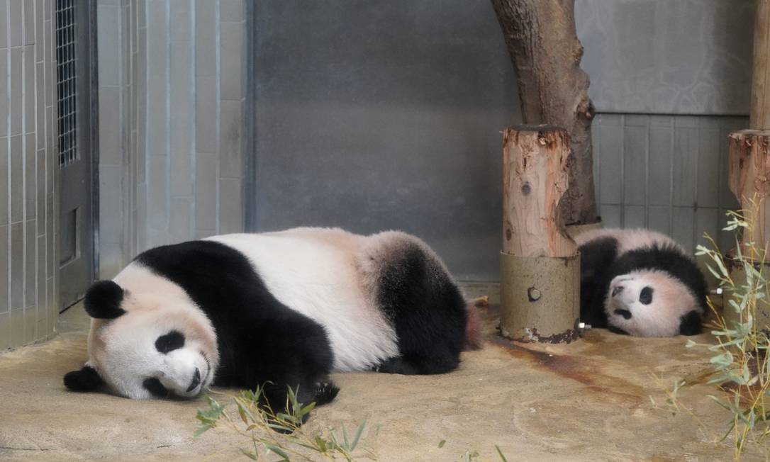 pandaページ Primeiro filhote a vingar em 29 anos em zoo, bebê panda estreia no
