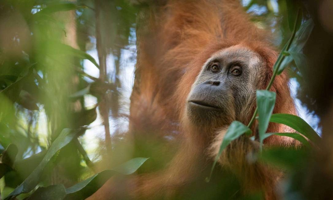 Imagem 'Pongo tapanuliensis', que foi identificado na ilha indonésia de Sumatra, Foto: Cortesia de Andrew Walmsle / via Reuters