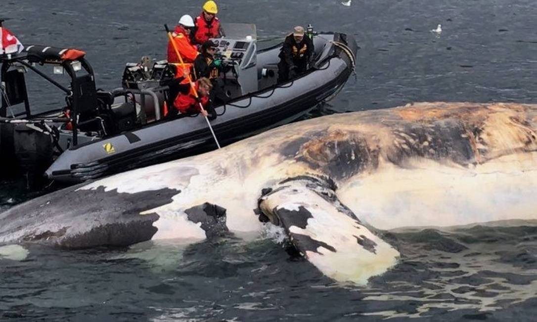 Pesquisadores inspecionam uma baleia franca do Atlântico Norte na Baía de San Lorenzo, Canadá. Foto: HO / AP