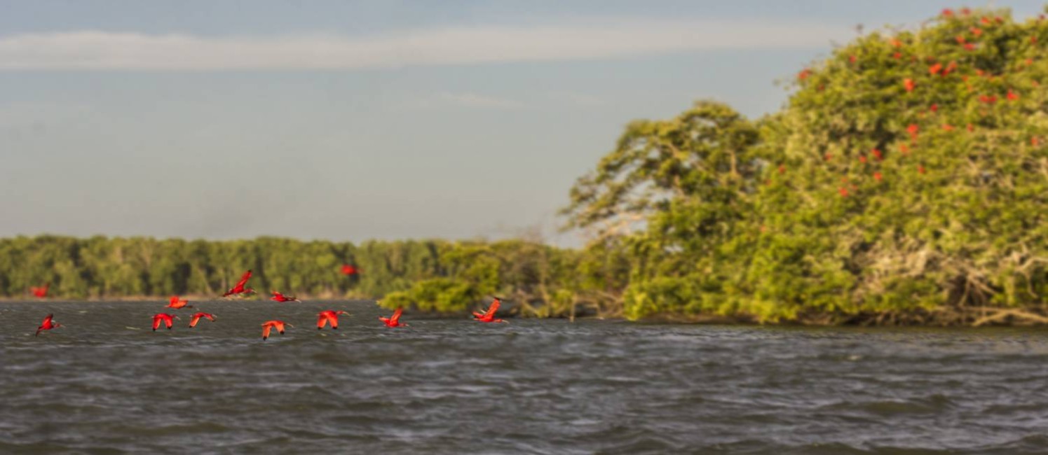 Revoada de guarás pinta de vermelho a paisagem no Delta do Parnaíba, no Piauí Foto: Elisa Martins / Agência O Globo