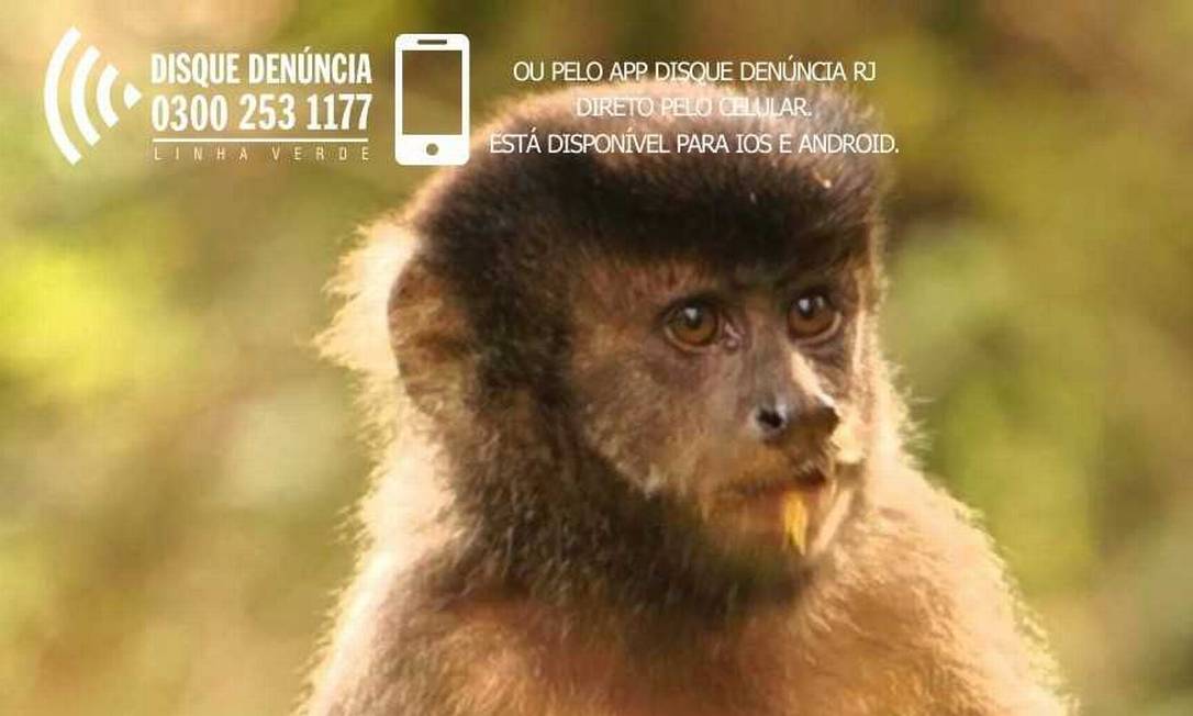 Macacos Acrobatas - Autobrinca Online