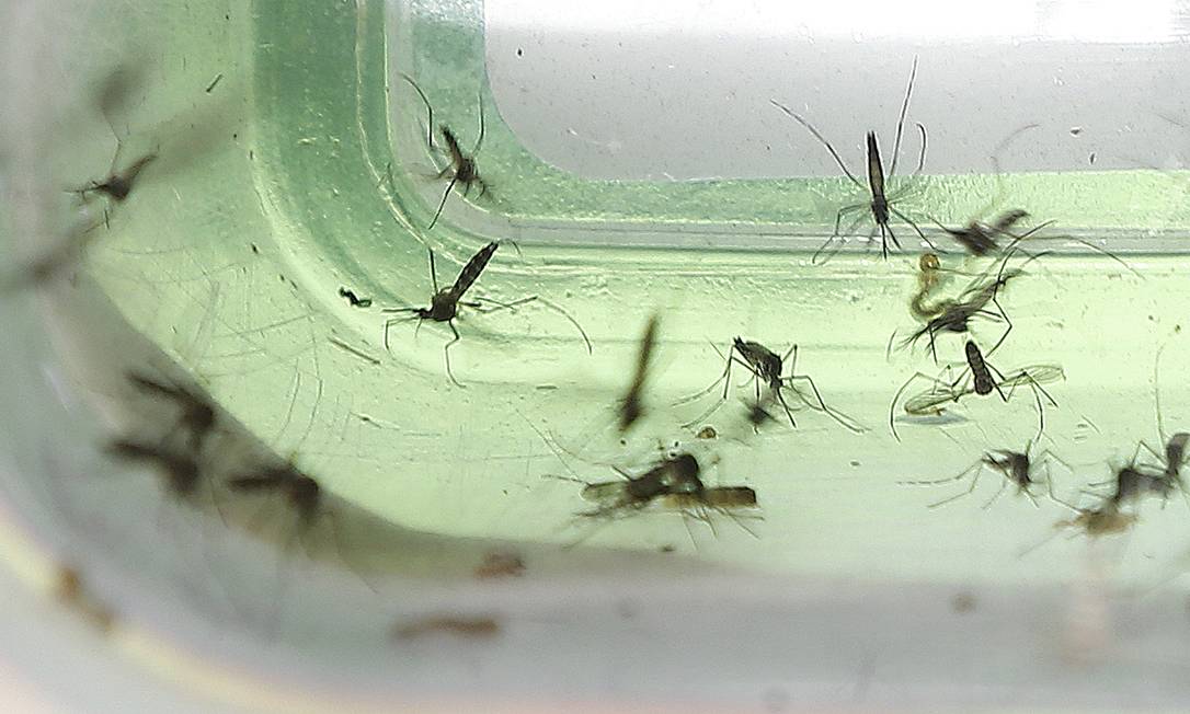 Mosquitos Aedes aegypti são transmissores de muitos vírus da família flavivírus, como zika, chicungunha e o vírus do Oeste do Nilo Foto: Antonio Scorza / Agência O Globo