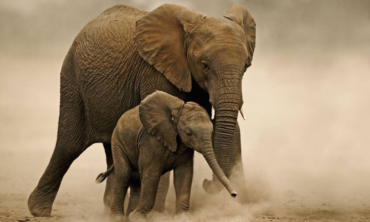 Elefantes africanos precisam beber de 150 a 300 litros de água por dia. Temperaturas mais quentes e menos chuvas, bem como o aumento projetado dos períodos de seca severa, terão um efeito direto no tamanho das populações. À medida que a água e comida tornam-se escassos, eles podem competir por estes recursos com seres humanos e outras manadas. Foto: Divulgação / Martin Harvey/WWF