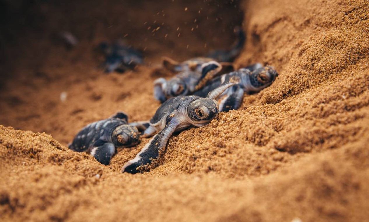 O Mar Mediterrâneo é importante para três espécies de tartarugas marinhas: a tartaruga-de-couro, a verde e a cabeçuda. Elas estão seriamente ameaçadas pelas mudanças climáticas, que afetam seus locais de alimentação e reprodução. O aumento do nível do mar também pode alterar ou destruir os locais dos ninhos. Foto: Divulgação / Jonathan Caramanus/WWF