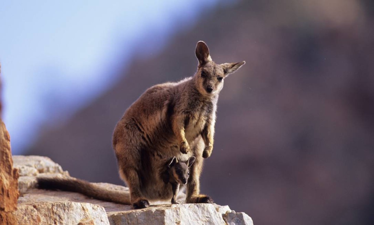 O wallaby é um marsupial australiano que se alimenta de plantas que devem desaparecer à medida que as temperaturas aumentam. Como o interior do país se torna cada vez mais árido, o animal terá seu hábitat reduzido às zonas costeiras. Foto: Divulgação / Dave Watts/WWF