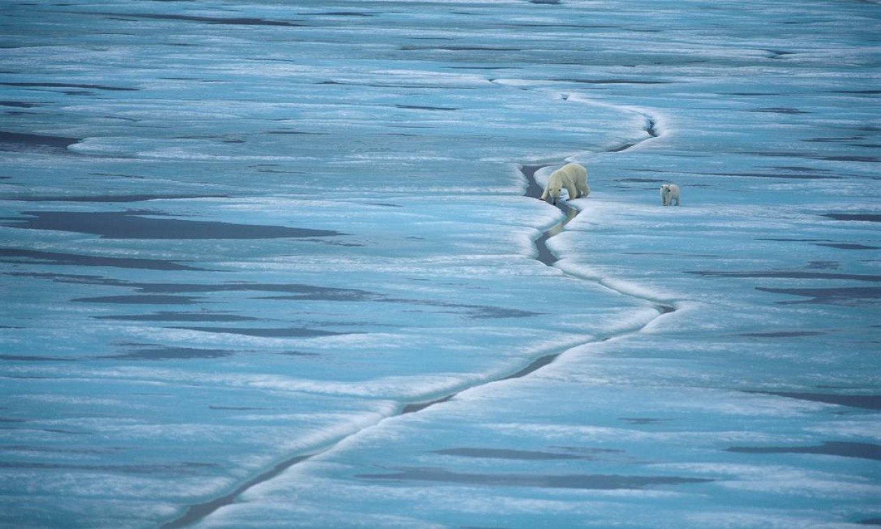 Ambientalistas estudam como desenvolver uma rede no Ártico de áreas marinhas para apoio à biodiversidade. O WWF também investiga como o hábitat do gelo marinho dos ursos polares mudará nos próximos anos. Foto: Divulgação / Staffan Widstrand/WWF