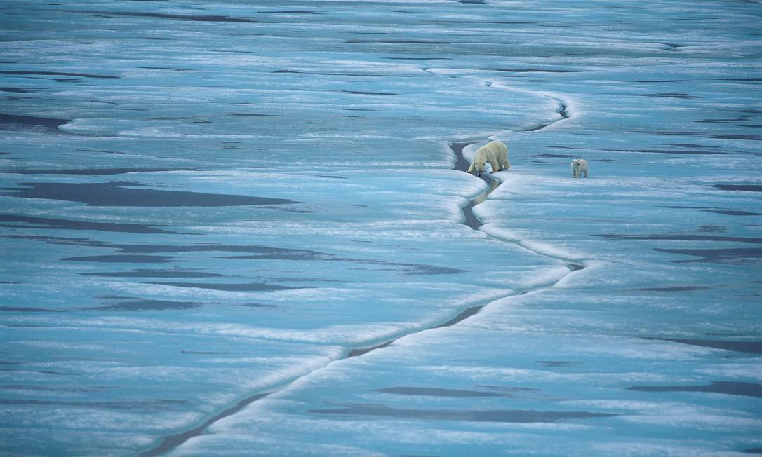 Urso polar entrar em extinção até 2100 por mudança climática, diz estudo Foto: Divulgação / Staffan Widstrand/WWF