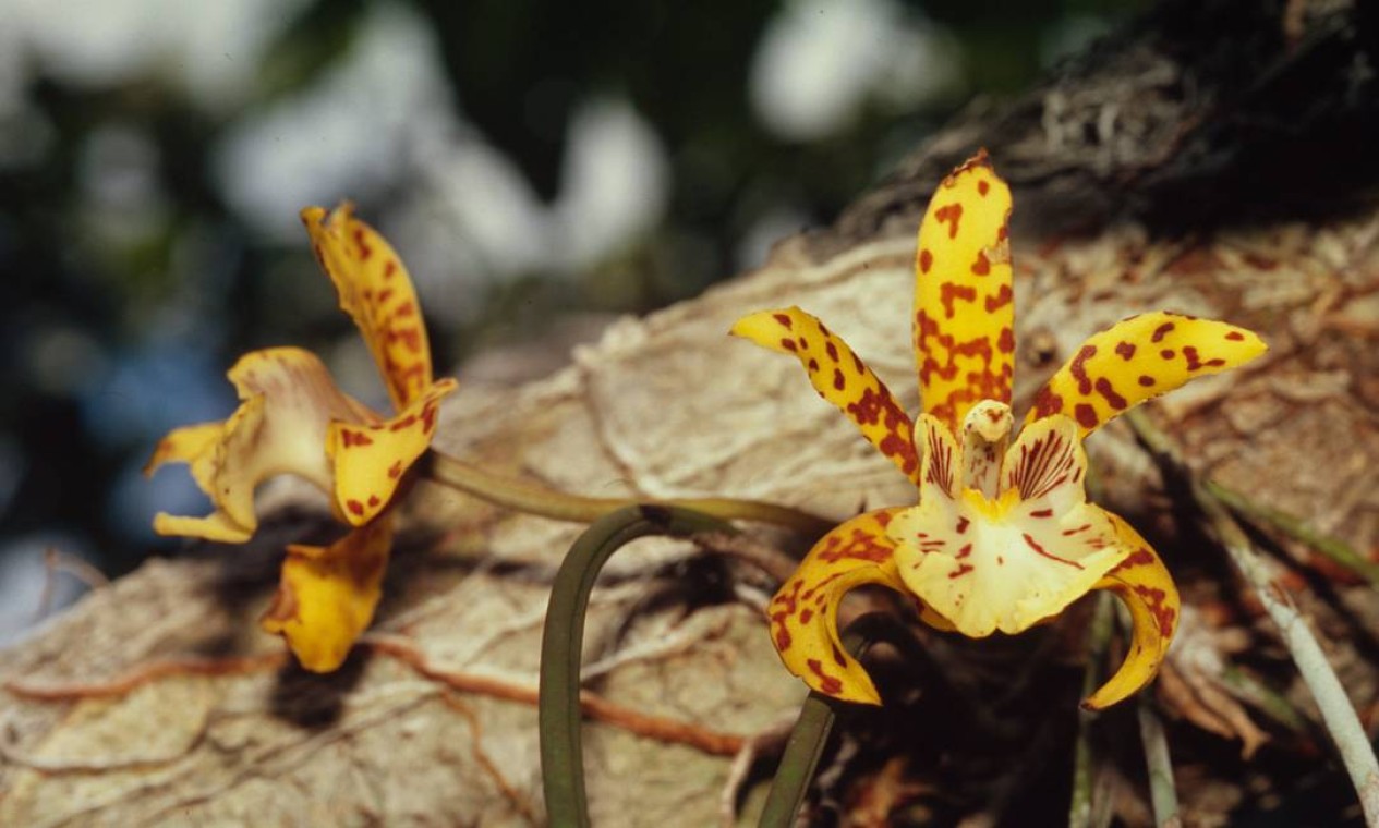 A Amazônia abriga até 80 mil espécies de plantas, como as orquídeas ao lado. Muitas existem apenas na região. Elas ajudam a regular o clima global e os ciclos de água locais e a sustentar a rica fauna da floresta. Também fornecem alimentos, combustível, abrigo e medicamentos para as pessoas. Foto: Divulgação / Juan Pratginestos/WWF