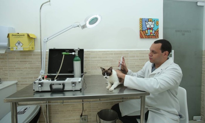 Veterinario infiltrando ozono en gato