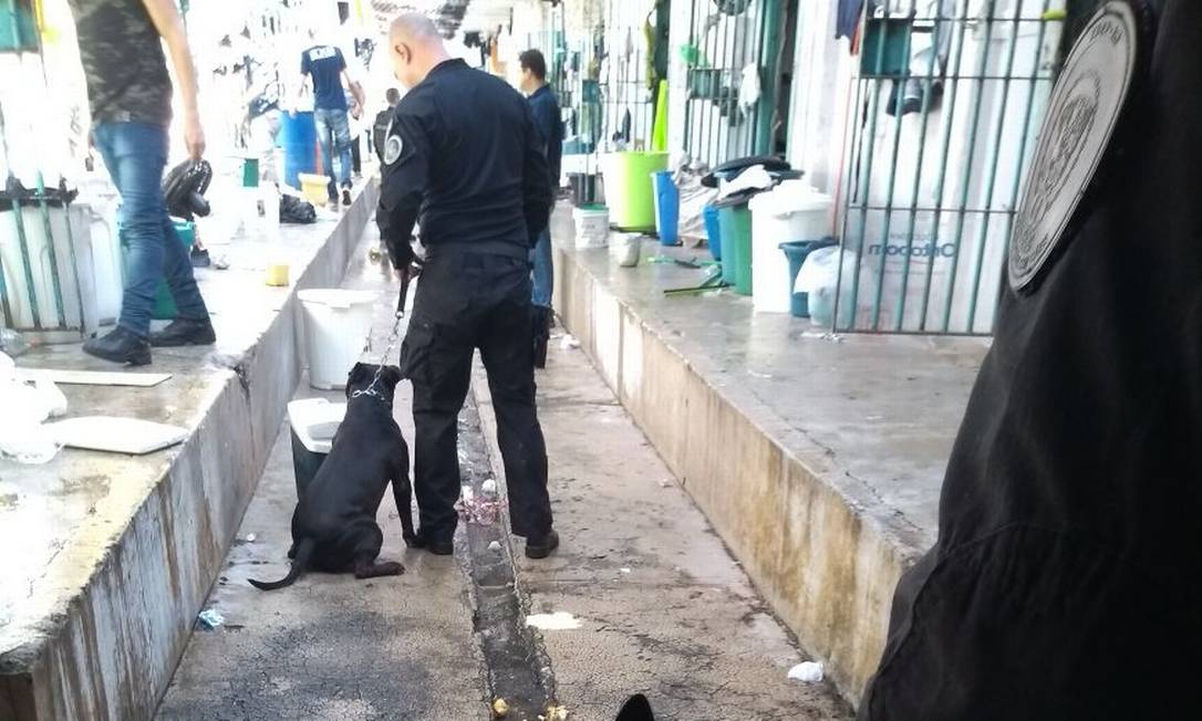 Com auxílio de cães, agentes penitenciários fazem revista em celas de Bangu 3 Foto: Reprodução