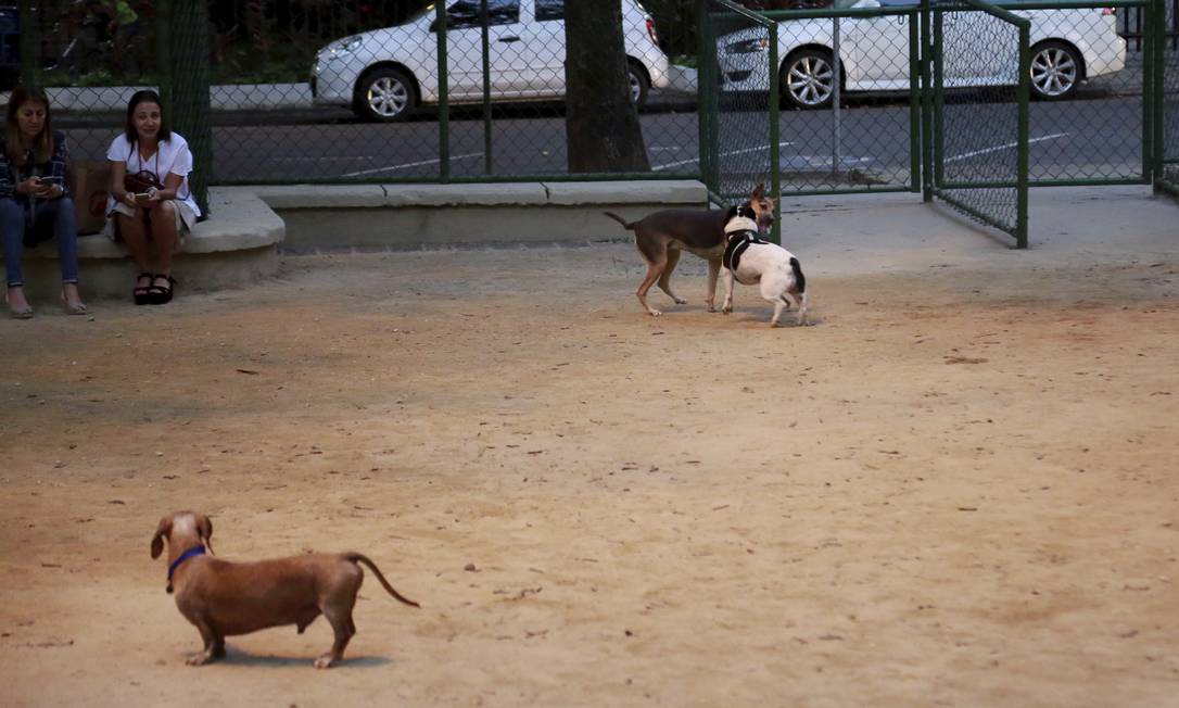 Área reservada para cães na Praça Cláudio Coutinho, no Leblon Foto: Marcos Ramos / Agência O Globo