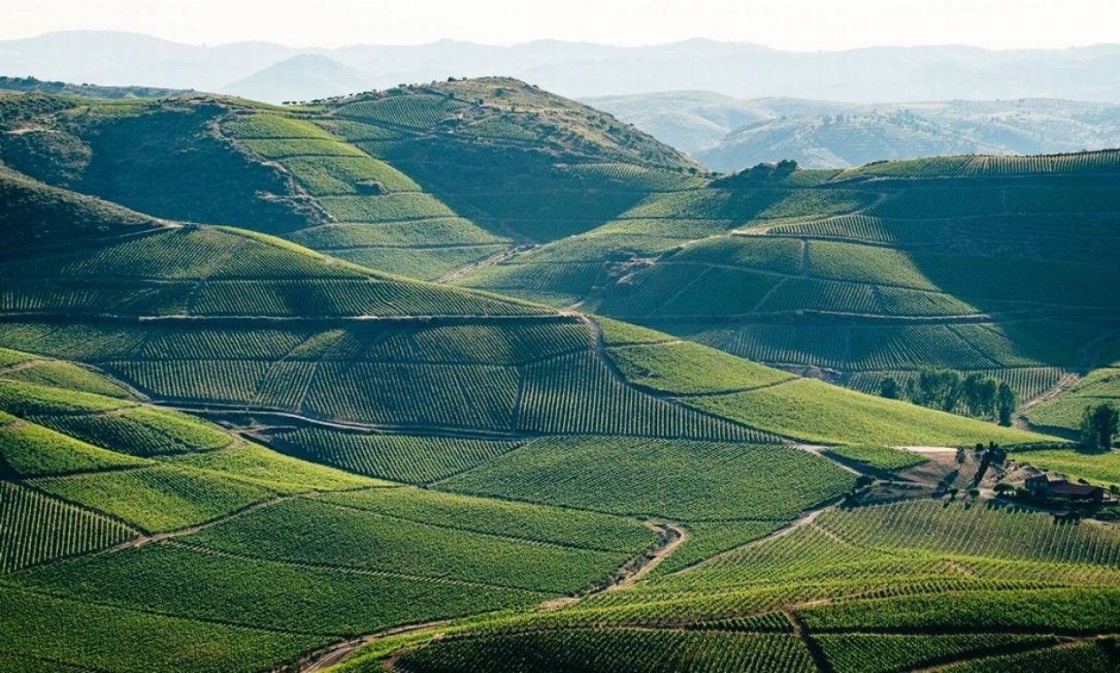 Origem de alguns dos melhores vinhos europeus, os vinhedos da região também formam uma encantadora paisagem verde Foto: Divulgação