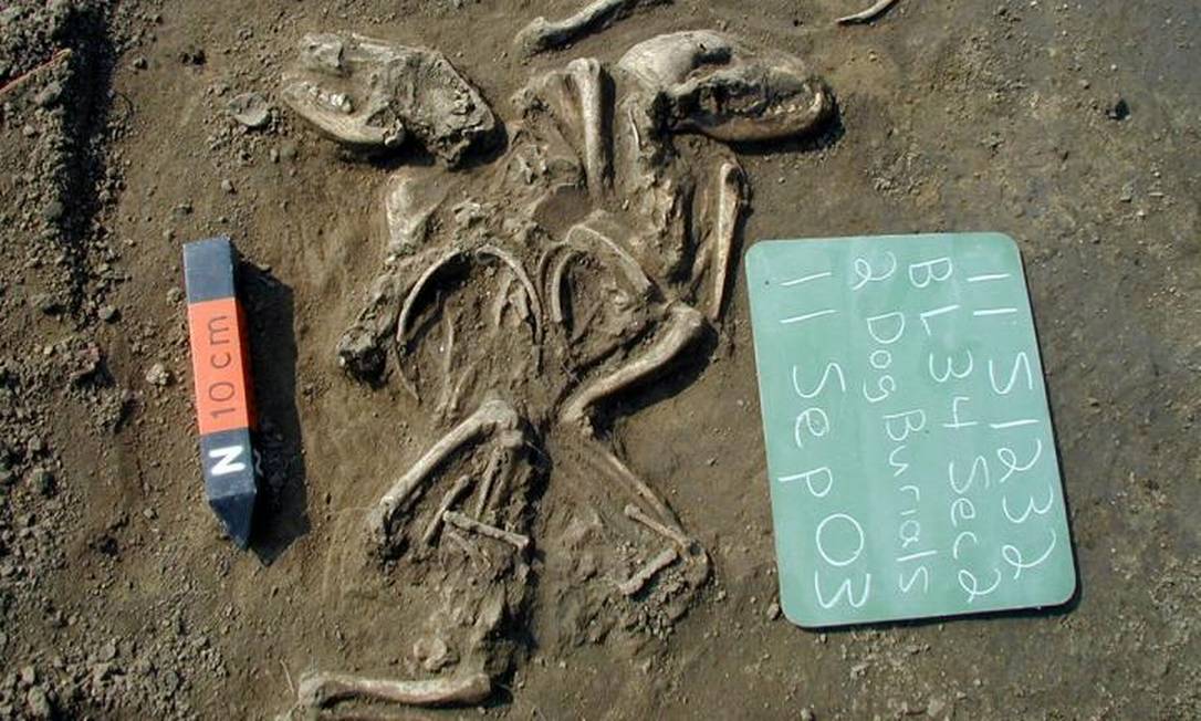 
Cães cuidadosamente enterrados sugerem relação especial com humanos
Foto:
/
Illinois State Archaeological Survey, Prairie Research Institute
