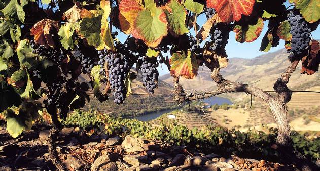 Enoturismo entre Lisboa e Porto vai muito além das provas de vinho - Jornal  O Globo