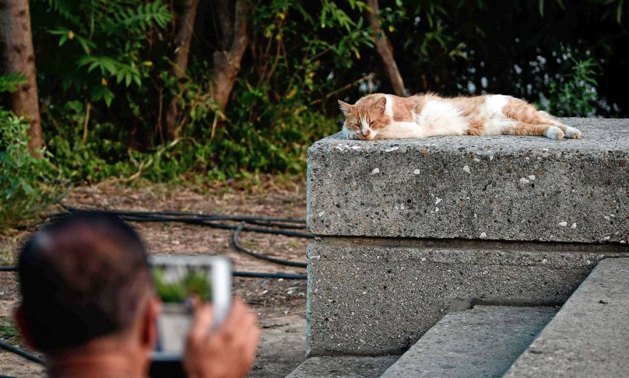 Dia Internacional do Gato – 8 de agosto