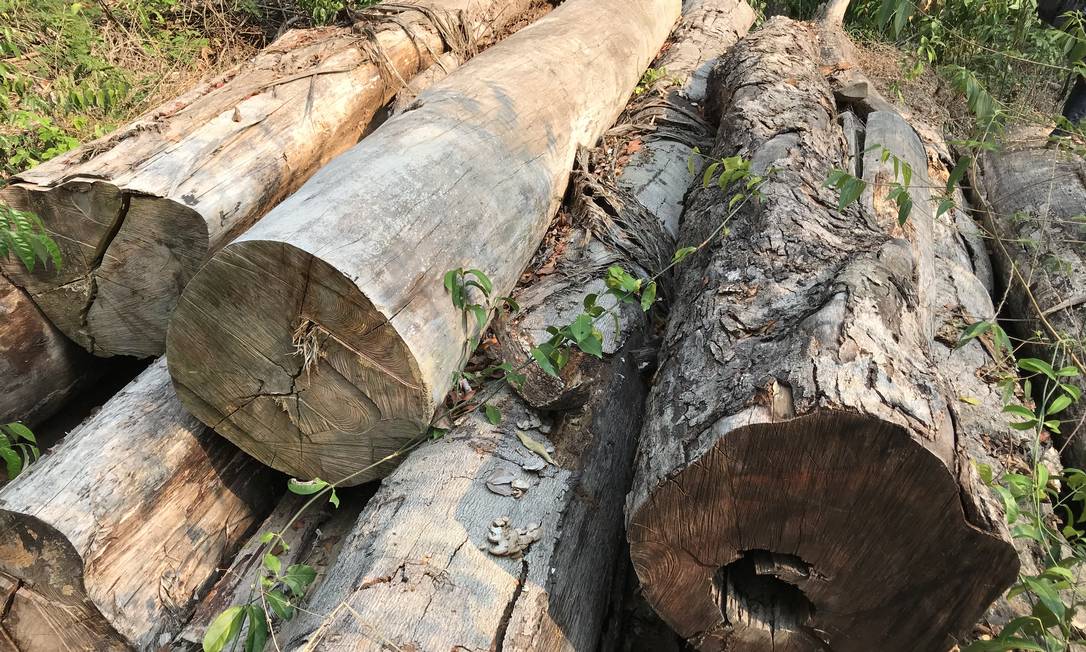 Toras de madeira encontradas na Amazônia Foto: Divulgação/USP