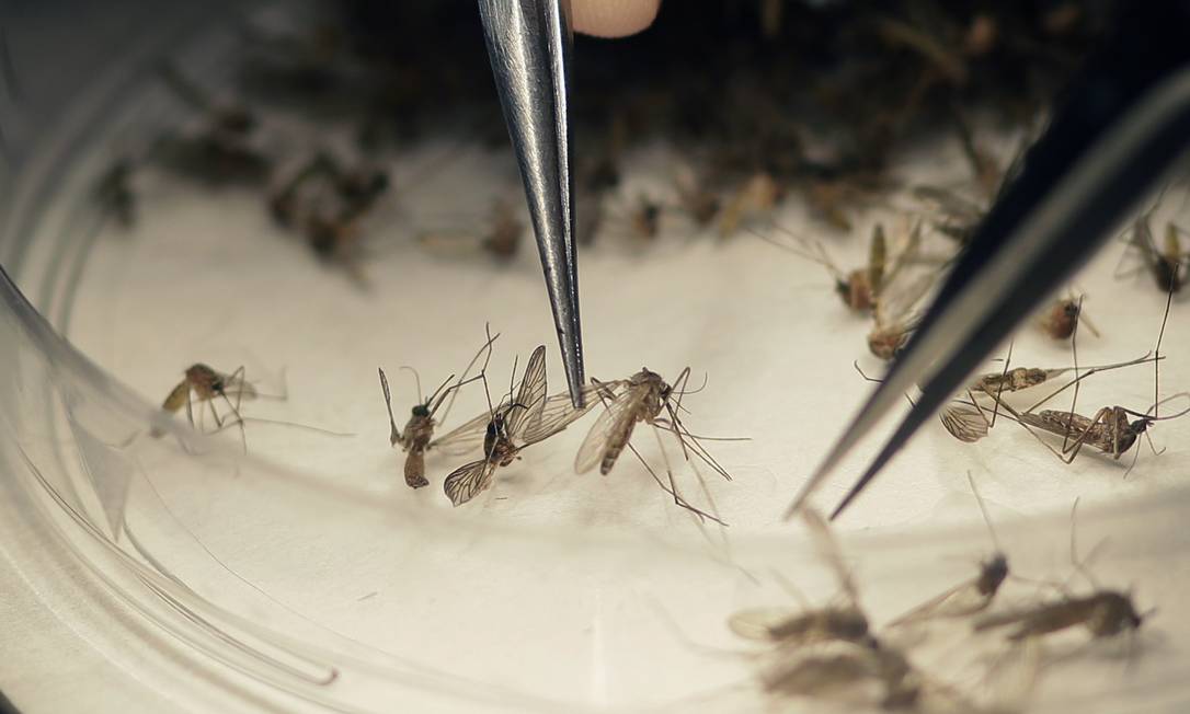 Mosquito 'Aedes aegypti' é o transmissor do vírus da zika Foto: LM Otero / AP