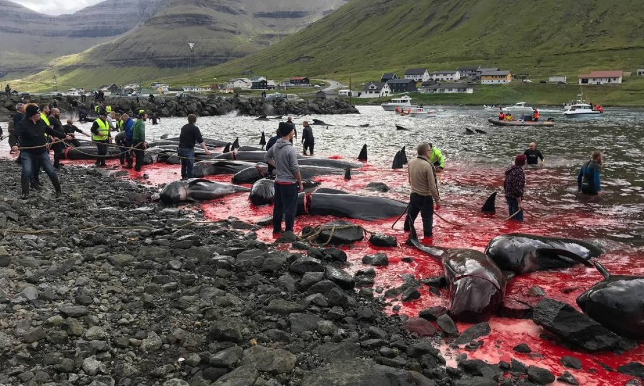 A matança chamada de 'grindádráp' é regulamentada pelo governo Foto: Divulgação/Sea Shepherd / .