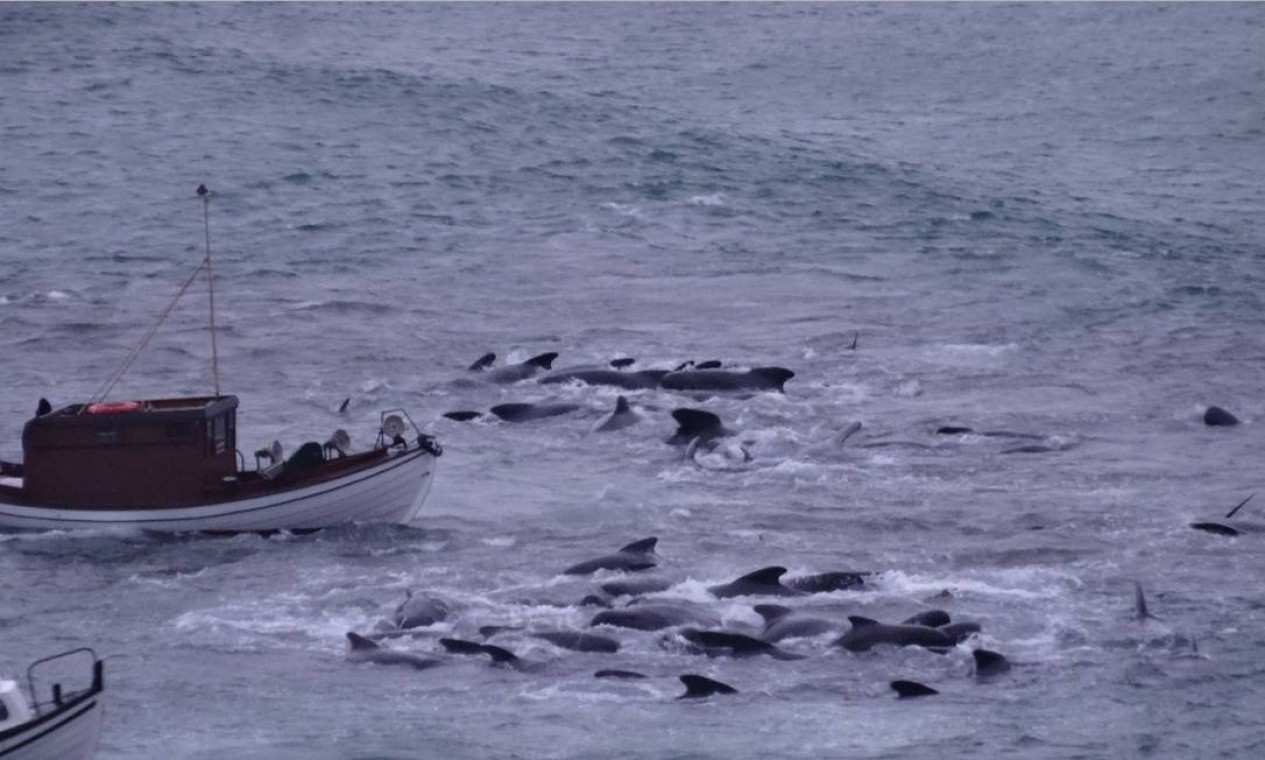 Na caçada, participantes encurralam baleias e golfinhos na praia e depois matam com cortes no pescoço Foto: Divulgação/Sea Shepherd / .