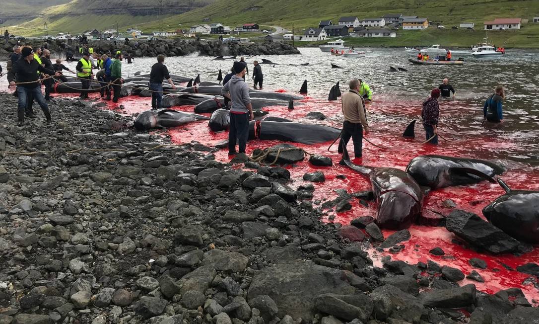 Matança de baleias nas Ilhas Faroe, território da Dinamarca, vitima centenas de animais a cada ano Foto: Divulgação/Sea Shepherd / .