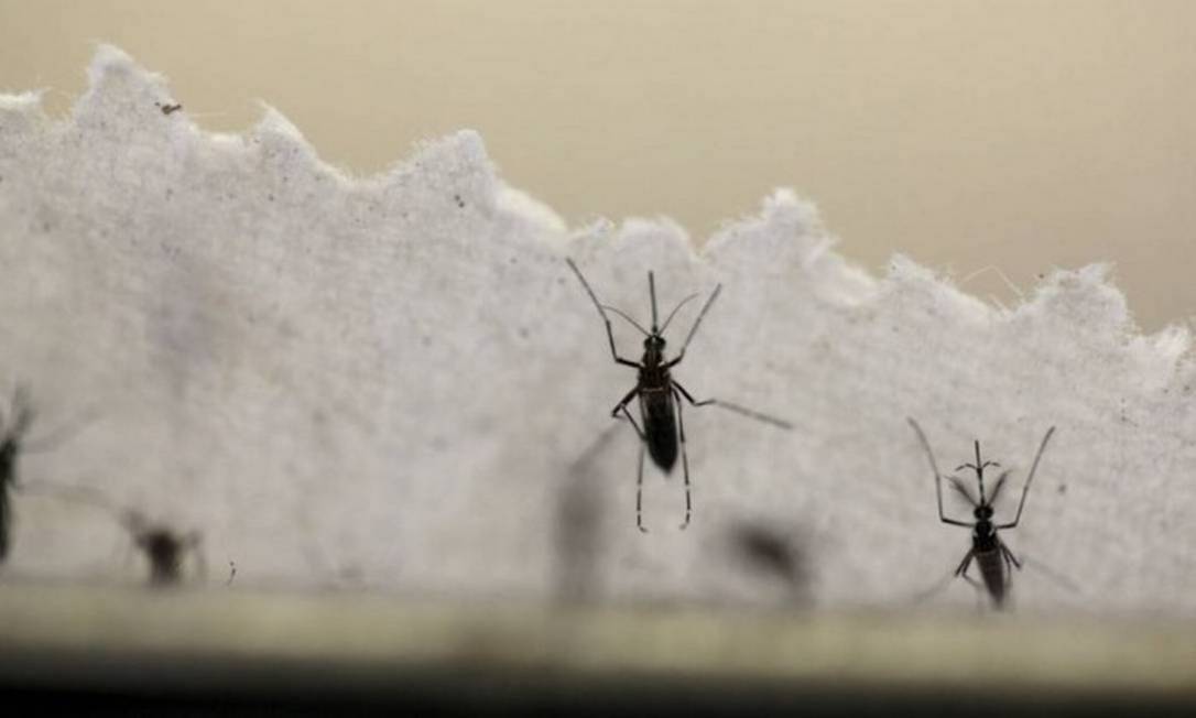O mosquito Aedes aegypti é o transmissor da febre amarela Foto: Reuters
