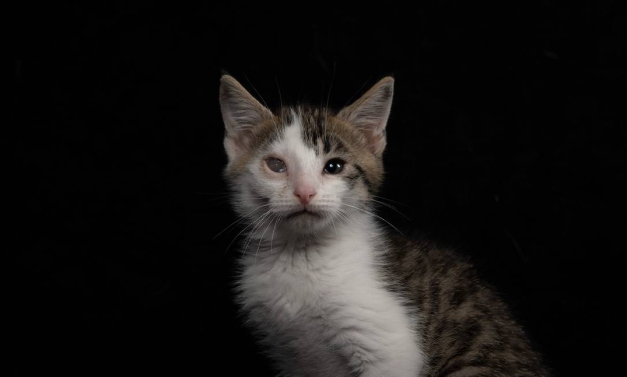 O gatinho de dois meses, Tiger, foi abadonado também com problema de visão Foto: OLIVIER MORIN / AFP