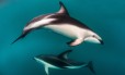 Golfinhos têm boa visão dentro e fora d’água. Por meio de sonar, conseguem localizar comida escondida e ouvem em frequência sete vezes maior do que a humana Foto: Danita Delimont / Getty Images/Gallo Images
