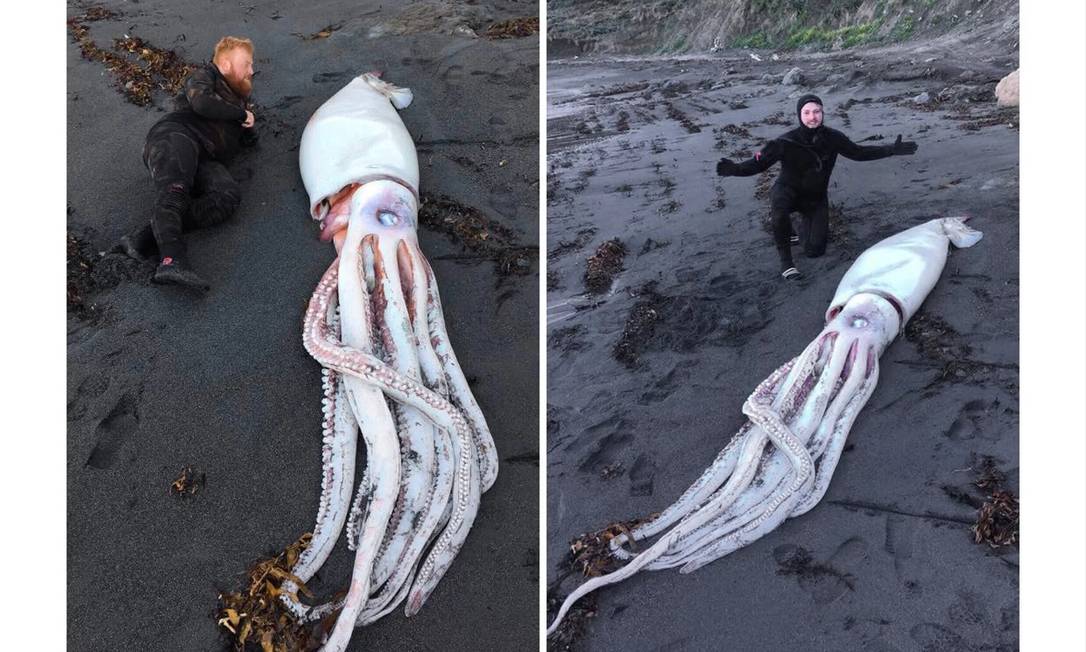 Mergulhadores encontram lula gigante em praia da Nova Zelândia