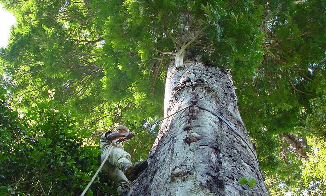 Pesquisador escala a árvore que liga os dois biomas Foto: Agência Vale / Vale:Vale S.A. / Agência Vale