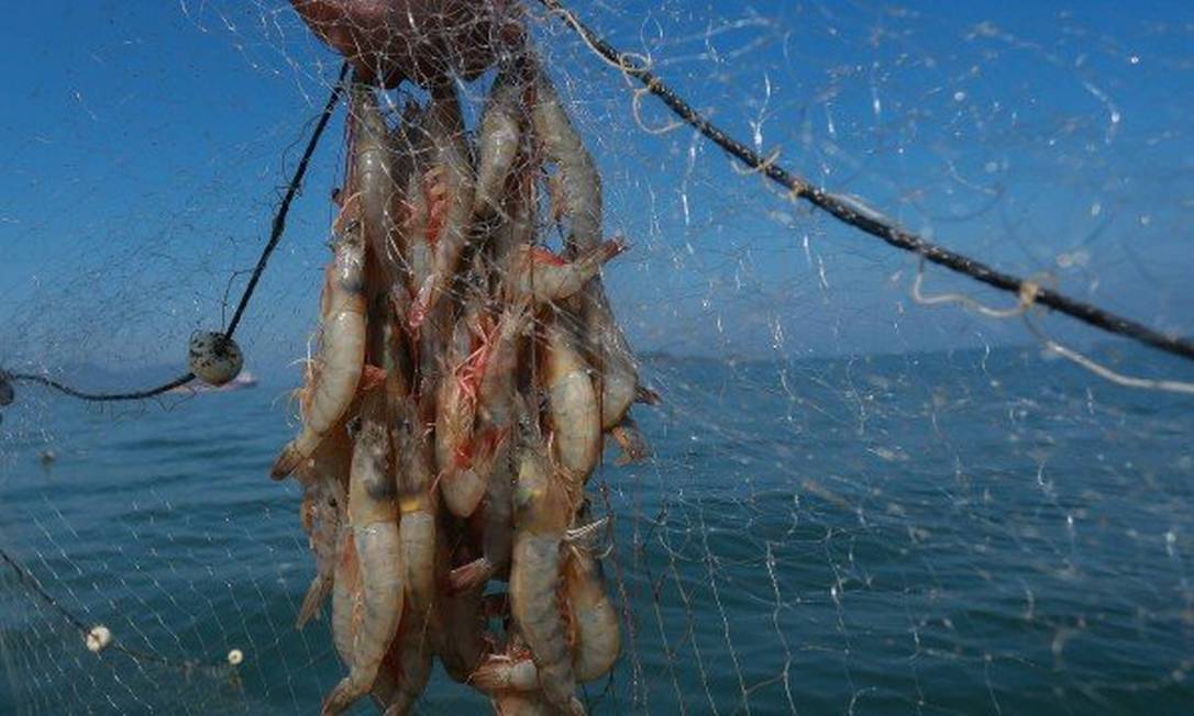 Medidas de proibição da pesca são tomadas, segundo o governo, "por precaução" Foto: Marcelo Régua / Agência O Globo