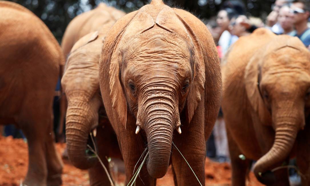 Bebês elefantes no Quênia: pele enrugada intrigou cientistas Foto: BAZ RATNER / REUTERS/2-10-2018