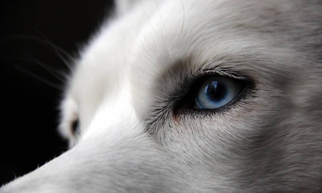 A cor dos olhos dos huskies siberianos é associada a uma duplicação no cromossomo 18 Foto: Jamie Leszczak