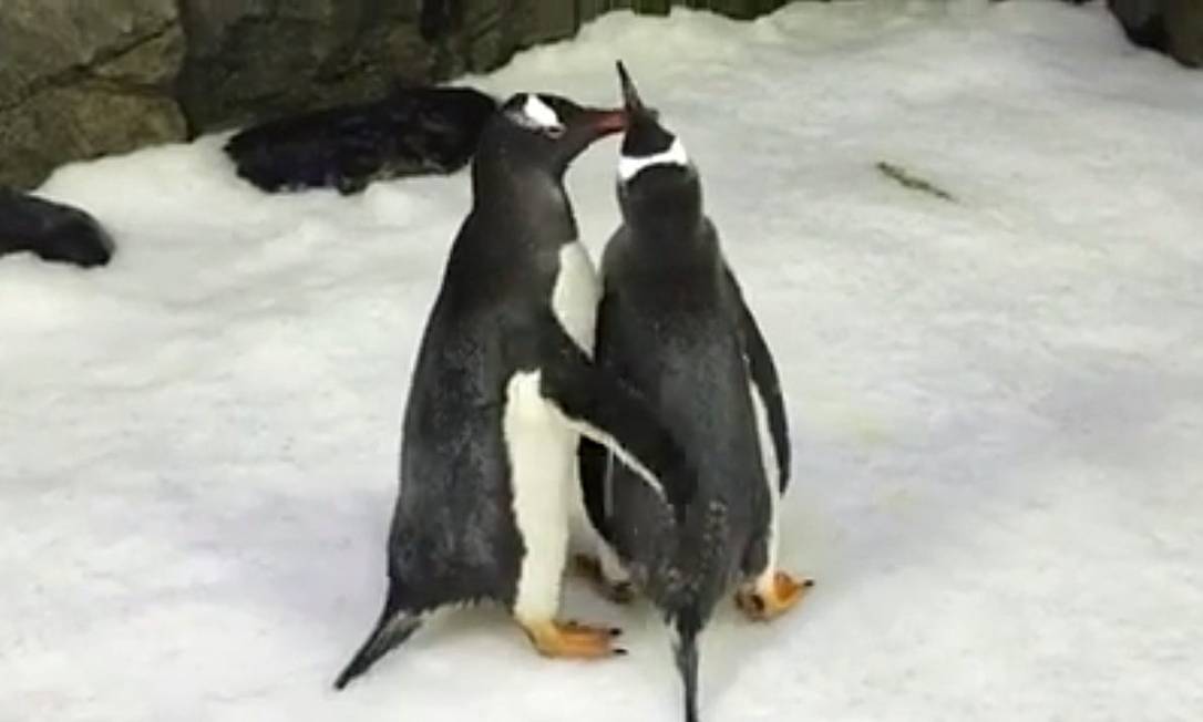 Os pinguins Sphen e Magic desenvolveram uma forte relação e são vistos sempre juntos Foto: Sydney Aquarium