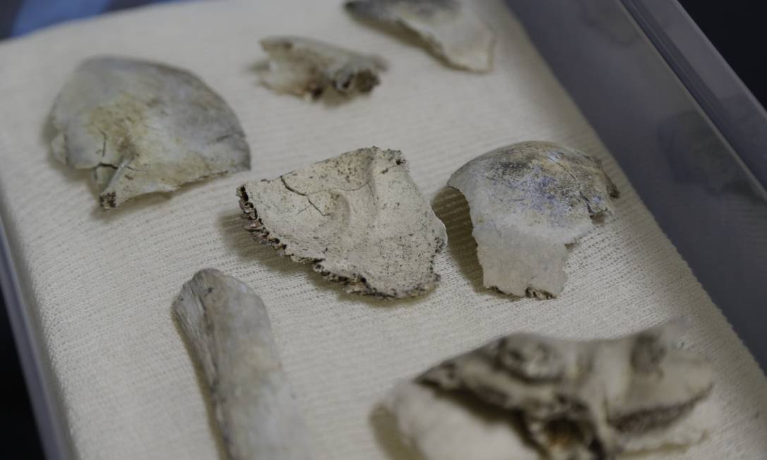 Parte do crânio de Luzia achado nos escombros do Museu Nacional Foto: Gabriel de Paiva / Agência O Globo