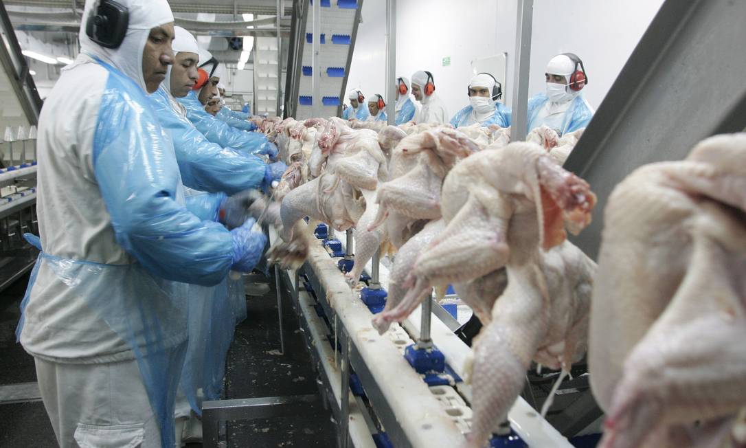Trabalhadores manuseiam frangos em chão de fábrica
Foto: Agência O Globo