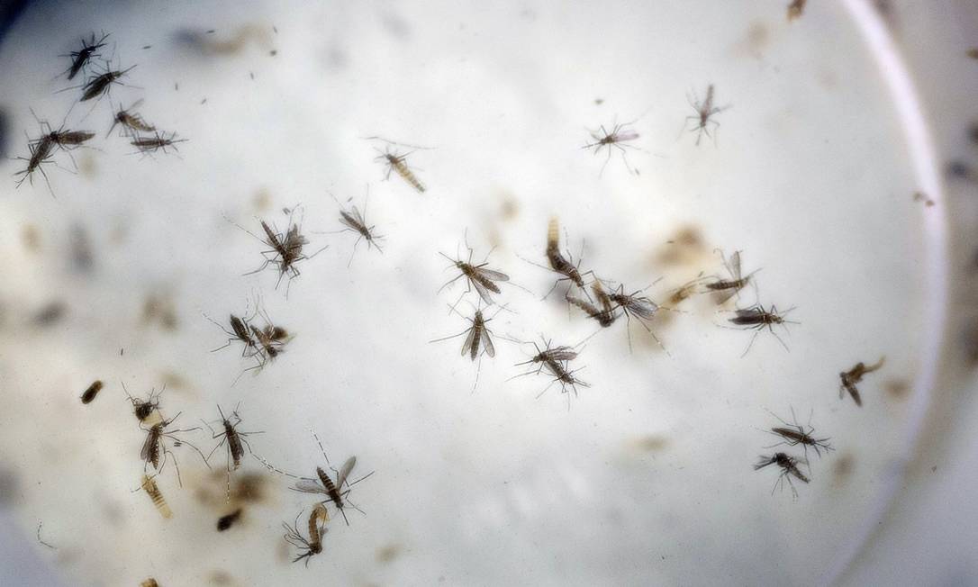 Aedes aegypti podem transmitir febre amarela caso ela entre nas áreas urbanas, o que é preciso evitar a todo custo. Se a doença se urbanizar, seu controle ficará extremamente difícil Foto: Ricardo Mazalan