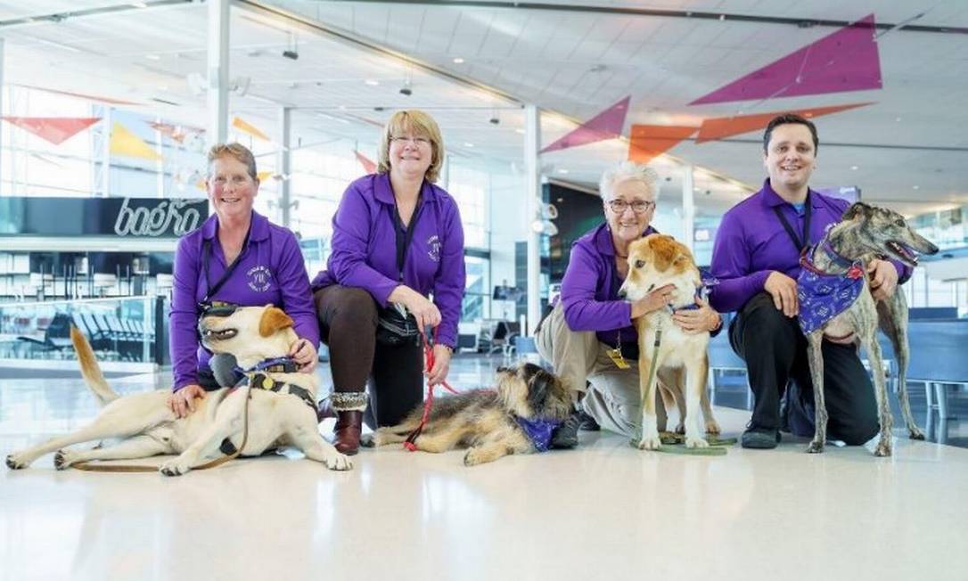 Cães "trabalham" em aeroporto do Canadá Foto: Divulgação