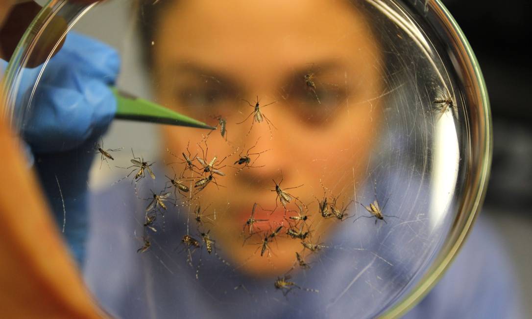 
Pesquisadora do Instituto Osvaldo Cruz/Fiocruz examina exemplares de Aedes para estudo sobre os mosquitos: proliferação maior no verão
Foto:
Custódio Coimbra/15-10-2011

