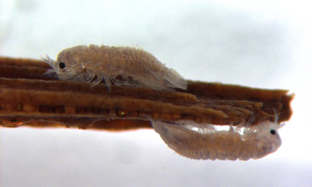 Parece uma lagosta microscópica, mas o nome desse pequenino crustáceo é Griblle: são pequenos invertebrados marinhos que comem pedaços de madeira abandonados no mar Foto: Claire Steele-King e Katrin Besser, Universidade de York