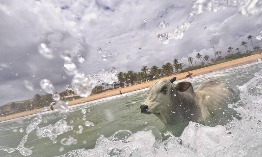 O animal vagou durante cinco dias pela capital, cruzou a Avenida Dorival Caymmi, passou pelo setor de cargas do aeroporto de Salvador, entrou no mato fechado, atravessou um areal e, por fim, deparou-se com a praia de Stella Maris. E entrou no mar Foto: Reprodução Facebook/Douglas Pedrosa