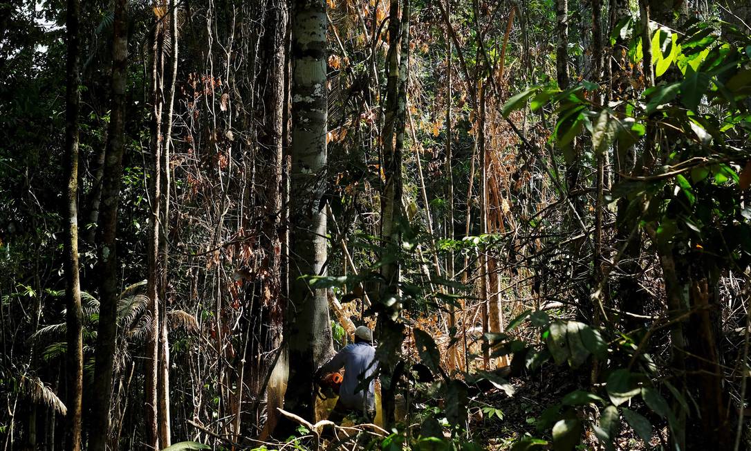 Homem corta árvore em floresta no Pará, um dos estados que lideram no desmatamento de unidades de conservação Foto: NACHO DOCE / Agência O Globo