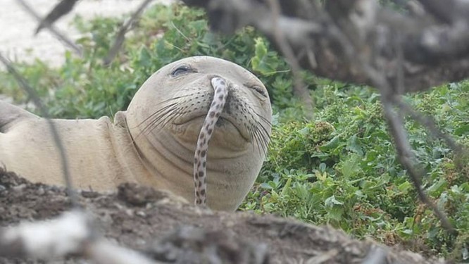 Enguias presas no nariz ameaçam a sobrevivência da foca-monge-do-mediterrâneo Foto: NOAA Fisheries/Divulgação