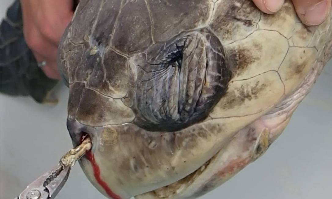 Foto de tartaruga ferida por um resíduo viralizou na internet Foto: Reprodução