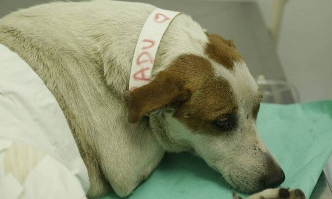Cadu, o cachorro baleado no Jacarezinho Foto: Gabriel de Paiva / Agência O Globo