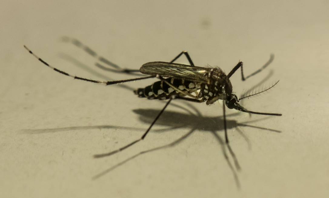 
Exemplar do mosquito Aedes aegypti: transmissor da dengue, zika e chicungunha, e da febre amarela em ambientes urbanos, inseto tem a proliferação aumentada no verão
Foto:
Brenno Carvalho/23-11-2018

