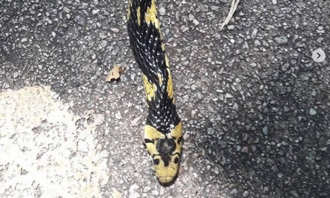 Cobra solta por engano no Parque Nacional da Tijuca é encontrada por um  cachorro e resgatada, Rio de Janeiro