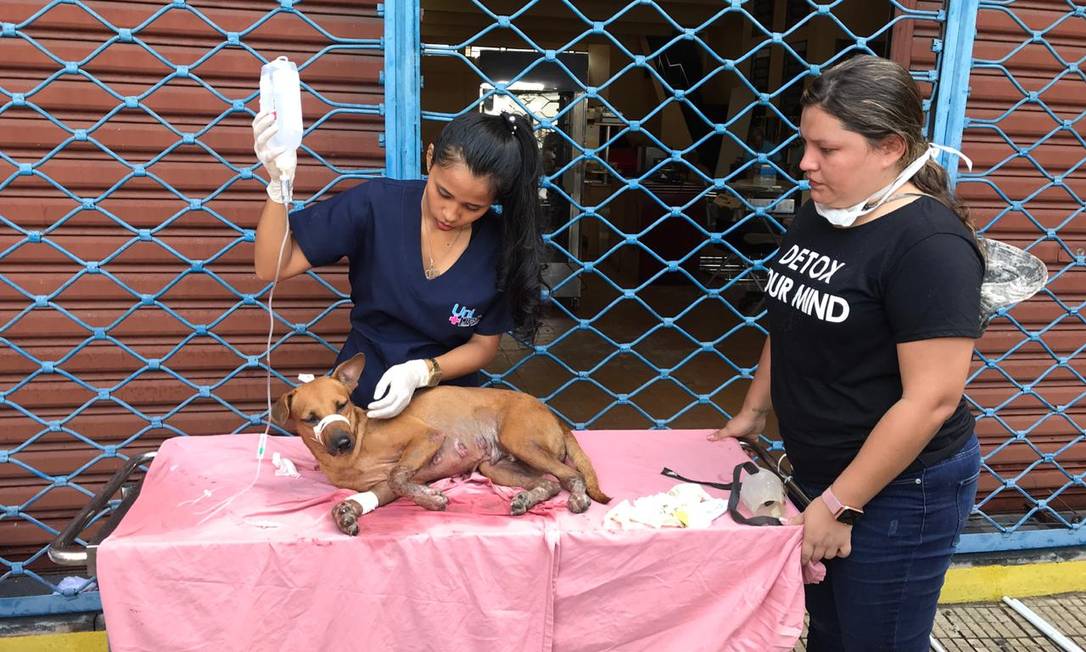 Atendimento improvisado a animais vítimas de incêndio em Manaus Foto: Matheus Ponce